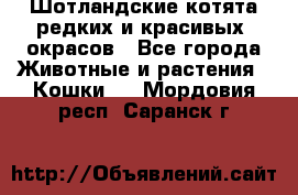 Шотландские котята редких и красивых  окрасов - Все города Животные и растения » Кошки   . Мордовия респ.,Саранск г.